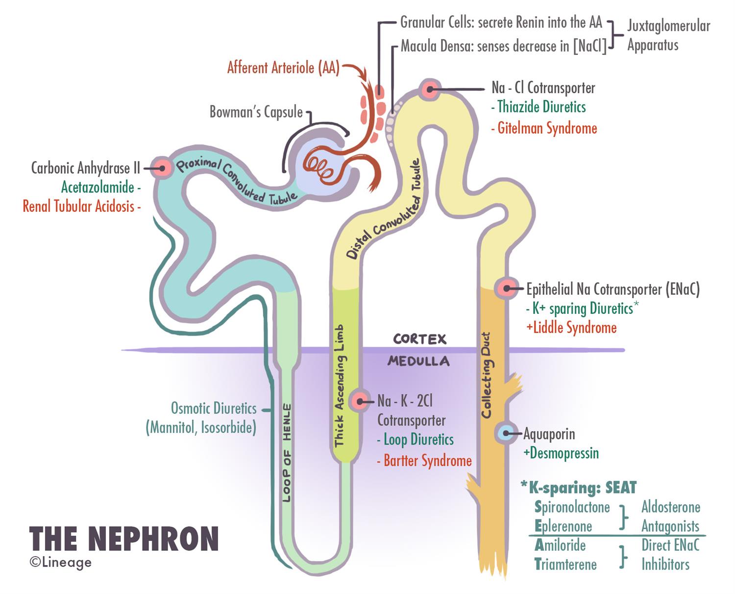Loop Diuretics Renal Medbullets Step 1